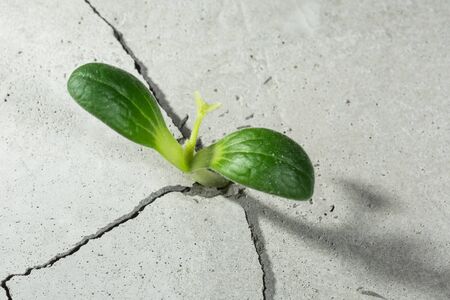 Young green plant growing from cement floorの写真素材