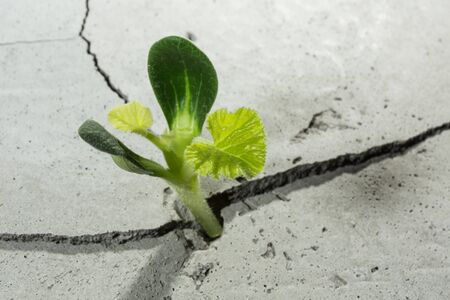 Young green plant growing from cement floor