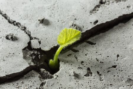 Young green plant growing from cement floor