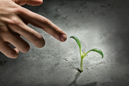 Close up image of human hand pointing on green sprout