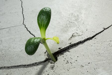 Young green plant growing from cement floorの写真素材