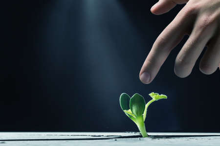 Close up image of human hand pointing on green sprout