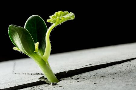 Young green plant growing from cement floorの写真素材