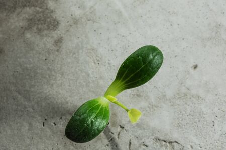Young green plant growing from cement floorの写真素材