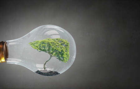 Green tree inside of glass light bulb as energy conceptの写真素材