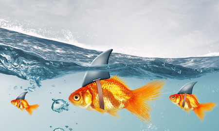 Gold fish in water with shark flip on backの写真素材