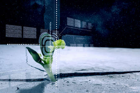Green plant sprout growing from crack on moon surface