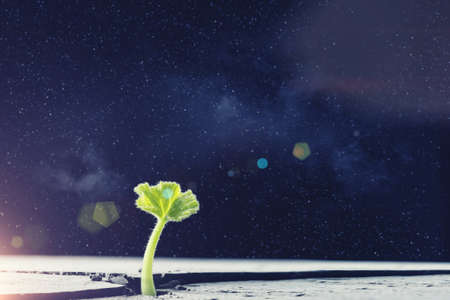 Green plant sprout growing from crack on moon surfaceの写真素材