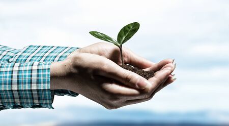 Female hand holding green sprout with soil in palmの写真素材