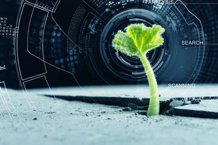Green plant sprout growing from crack on moon surfaceの写真素材