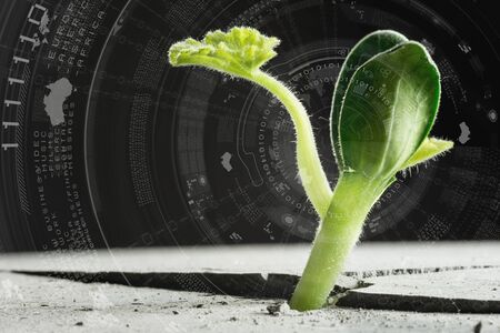 Green plant sprout growing from crack on moon surfaceの写真素材