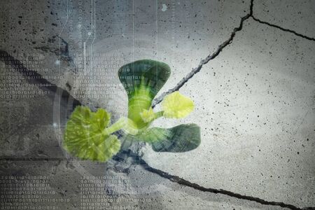 Green plant sprout growing from crack on moon surfaceの写真素材