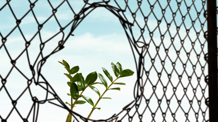 Steel wire mesh fence and growing green plantの写真素材