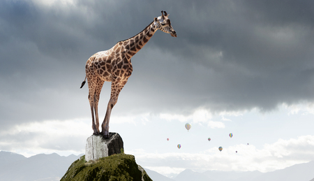Big giraffe animal on rock top and symbol of successの写真素材