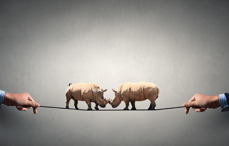 Two rhino animals on rope as symbol of competitionの写真素材