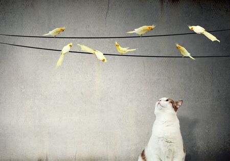 Birds sitting on cable and cat huntingの写真素材