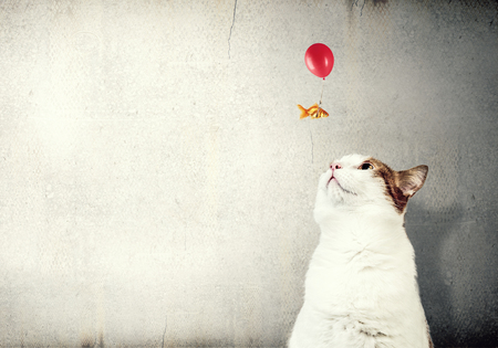 Cat and gold fish . Mixed mediaの写真素材