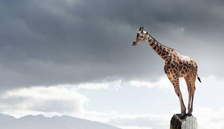 Big giraffe animal on rock top and symbol of successの写真素材