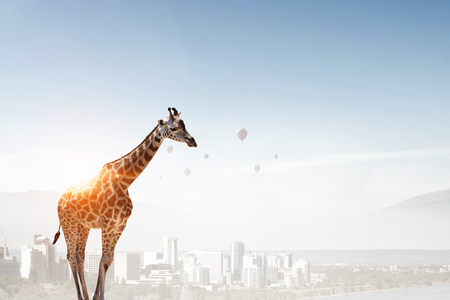 Power and leadership conceptの写真素材