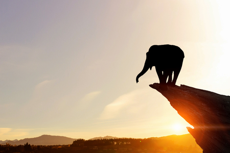 Elephant on rock edge against sunset backgroundの写真素材