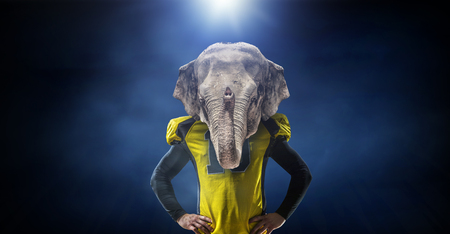 Furious elephants teamの写真素材