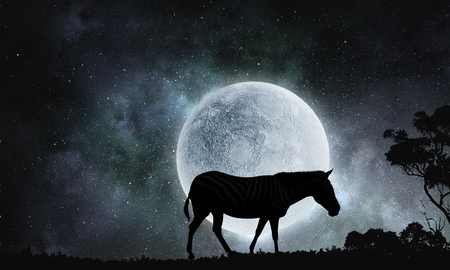 Natural Safari landscapeの写真素材