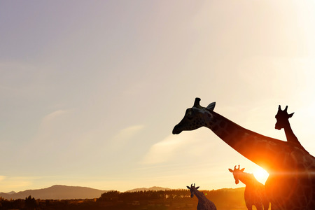 Safari sunset landscapeの写真素材