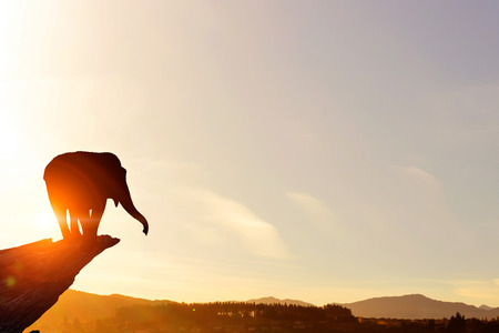 Safari sunset landscapeの写真素材