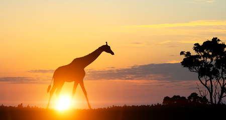 Silhouettes of animals at sunset on horizonの写真素材
