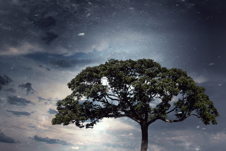 Alone tree and gray sky. Mixed mediaの写真素材