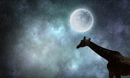 Natural Safari landscape and giraffe and full moon. Mixed mediaの写真素材