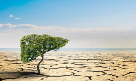 Concept of new life with tree growing in desert. Mixed mediaの写真素材