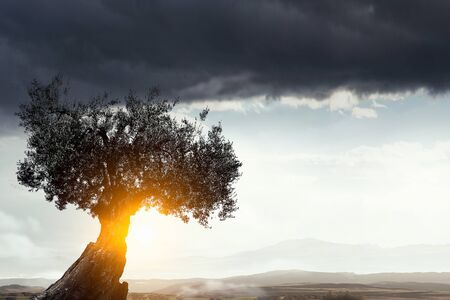 Green tree as symbol for healthy ecology. Mixed mediaの写真素材
