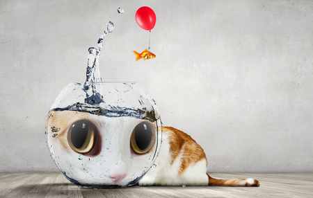 Cat hunting for gold fish jumping from aquariumの写真素材