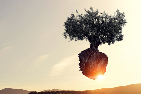 Green tree growing from stone. Mixed mediaの写真素材