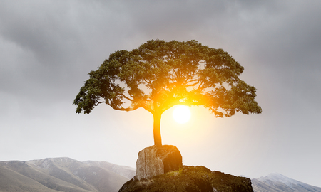 Lonely tree on rock top. Mixed mediaの写真素材