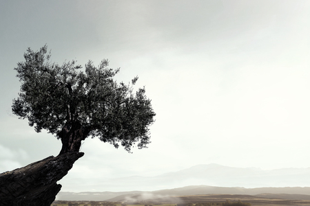 Lonely tree on rock top. Mixed mediaの写真素材