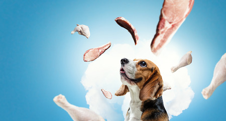 Funny dreaming dog. Mixed mediaの写真素材