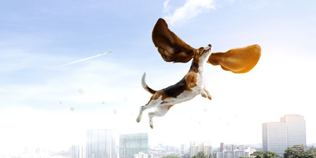 Funny beagle dog flying in air and flapping earsの写真素材