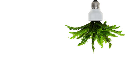 Light Bulb with plant inside on white background. Mixed mediaの写真素材
