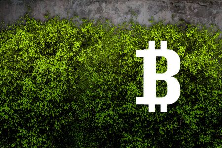 Bitcoin sign on green leaves, grey grunge textureの写真素材