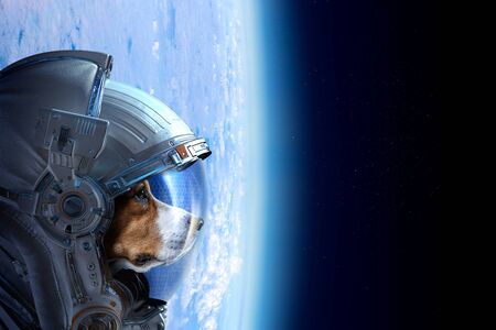 Astronaut dog wearing space suitの写真素材