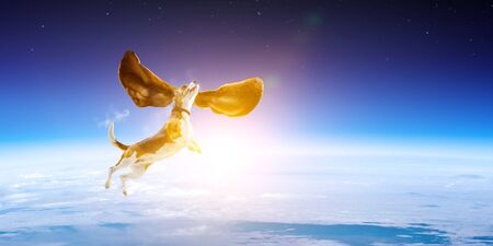 Beagle dog having fun . Mixed mediaの写真素材