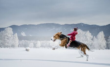 Cute girl riding on beagle dog backの写真素材