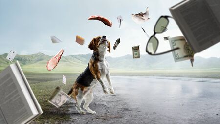 Beagle dog dreams about having a slice of meat. Mixed mediaの写真素材