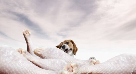 Beagle dog dreams about having a slice of meat. Mixed media
