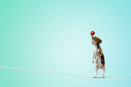 Cute beagle dog and concept of training. Mixed mediaの写真素材