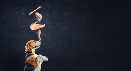 Beagle dog dreams about having a slice of meat. Mixed mediaの写真素材