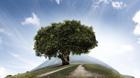 Image of tree and landscapeの写真素材