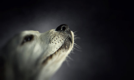 Portrait of dog on a dark backgroundの写真素材